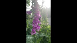 A bee’s work never ends