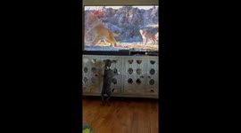 Cute Pitbull loves watching The Lion King *Cute Filmophile*