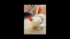 Chickens as pets, everyone should have some chicken pets
