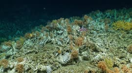 Huge Ancient Coral Reef Discovered Off Darwin Islands In Galapagos, Ecuador