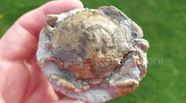 This is how to expose a 4-million-year-old crab fossil concealed in rock