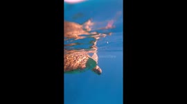 4K Endangered Green Turtle surfaces for air