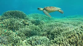 4K Juvenile Green Turtle shows off incredible shell pattern