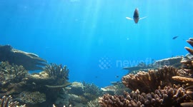 4K Great Barrier Reef looks like an aquarium