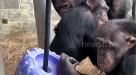 Chimps who spent their lives at roadside zoo share emotional hug after moving to new sanctuary
