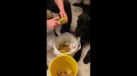 Funny dog eats potato peels: watch Ben the adventurous eater in Kaliningrad!