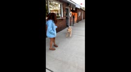 Golden Retriever brims with joy after reuniting with its brother again