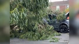 Residents had narrow escape when 50ft eucalyptus tree crushed three cars in quiet cul-de-sac