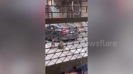 Poachers caught shooting wild monkeys 'to sell their brains' in Thailand
