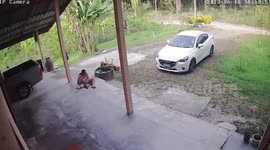 Escaped cow rampages through family's home and tries to attack mother