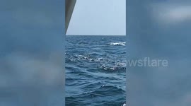 Dolphin pod swims near sightseeing tour boat in Oman