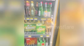 Baffled customers find stray cat cooling off inside 7-Eleven refrigerator
