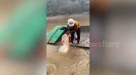 Lucky fisherman hauls enormous 135kg river fish in northern Thailand