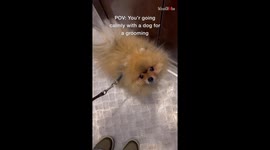 Adorable Pom pup can't get its eyes off of hooman while getting groomed