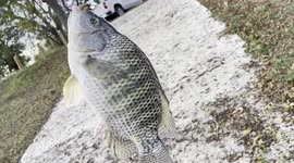Throwing a cast net in Seguin Texas at the local park for small bait landed this!