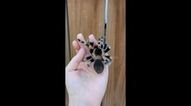 Beautiful and Vibrant Mexican Rednee Tarantula Sits On Owners Hand