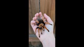 Beautiful Mexican Fire Leg Tarantula Sits On Owners Hand