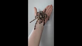 BEAUTIFUL Indian Ornamental Tarantula Sits Peacefully On Owners Hand