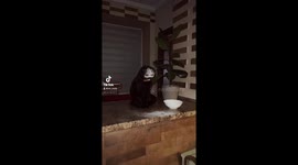 The video talks about the cat Vasyl, who was caught using drugs, and his friend Garik, who ran away before the video began.