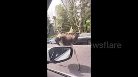 Ostrich spotted running along busy road in China