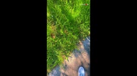 Man finds baby possums in the grass scared without their mother