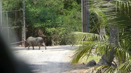 'Security guard' mini pig watches over family's coconut orchard in Thailand