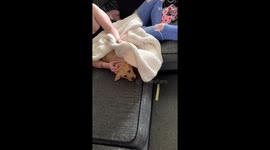 Children come home to a puppy surprise, Wholesome Video
