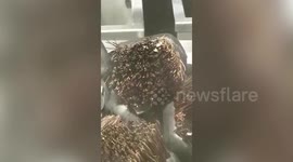 Shocked woman finds insects crawling from cleaning brushes at restaurant in Singapore
