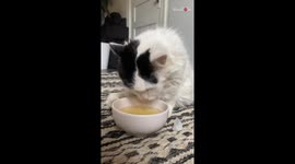 5-legged kitty is stunned after getting catnip tea sprinkled on her face
