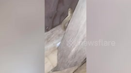 Philippine cobra caught in family’s ceiling after terrorising residents
