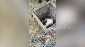 Villagers use excavator to rescue baby cow trapped in narrow drain