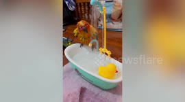 Adorable pet parrot takes shower in mini bathtub