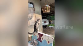 Pet cat makes amusing hand gestures while aiming to jump at hanging birdcage