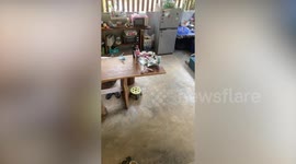 Hungry monitor lizard crawls toward refrigerator after wandering into woman's kitchen