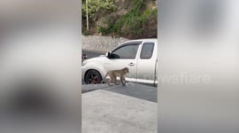 Cheeky monkey hops on back of parked pickup truck to steal food