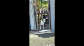 Penny the 7-year-old beagle bulldog yearns for patio access