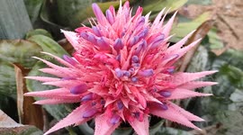 Aechmea fasciata flower