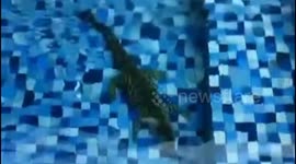 Stray crocodile crashes home swimming pool in South Jakarta