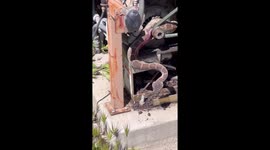 California motorist encounters aggressive rattlesnake lurking inside gate gearbox