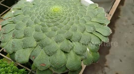 Flat-Topped Aeonium Seeds (Aeonium Tabuliforme)