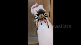 Brave as hell exotic pet keeper handles spiders, snake and creepy arachnid