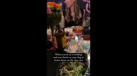 Ollie's howling serenade: a heartwarming moment captured at a Los Angeles wedding