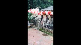 Kickline of 16 roosters balance on a rope