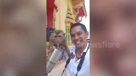 Cheeky wild monkey drinks from passing worker's tumbler