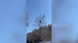 Black bear spotted climbing tall tree at safari park in Canada