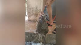 Plump macaque enjoys refreshing shower at temple in Cambodia