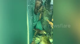 Playful otters fiddle with chain inside aquarium in Japan