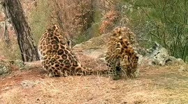 Rare footage captures Far Eastern leopard kitten nursing in land of the Leopard National Park