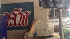 Monitor lizard sparks panic in coffin shop while seeking shelter from the heat