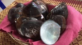 Lucky villager finds authentic freshwater pearl in clam while cooking lunch